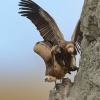 Sup belohlavy - Gyps fulvus - Eurasian Griffon 4689